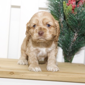 Cocker Spaniel Puppy Vaughn