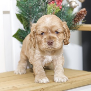 Cocker Spaniel Puppy Vaughn