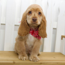 Cocker Spaniel Puppy Vaughn
