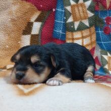 Morkie Puppy Molly