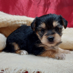 Morkie Puppy Molly