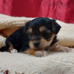 Morkie Puppy Molly