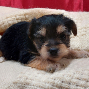 Morkie Puppy Molly