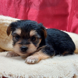 Morkie Puppy Molly