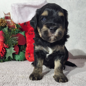 Goldendoodle Puppy Dale