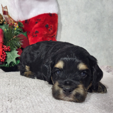 Goldendoodle Puppy Dale