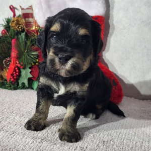 Goldendoodle Puppy Dale