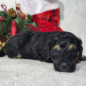 Goldendoodle Puppy Diva