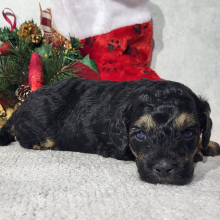 Goldendoodle Puppy Diva