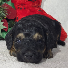 Goldendoodle Puppy Diva