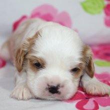 Cavalier King Charles Spaniel Puppy Starburst