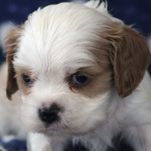 Cavalier King Charles Spaniel Puppy Starburst