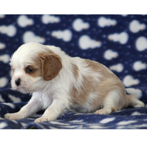 Cavalier King Charles Spaniel Puppy Starburst
