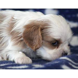 Cavalier King Charles Spaniel Puppy Starburst
