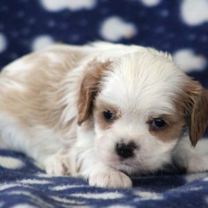 Cavalier King Charles Spaniel Puppy Starburst