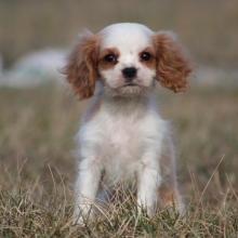 Cavalier King Charles Spaniel Puppy Starburst