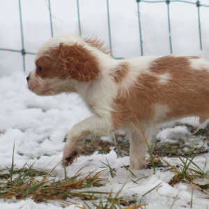 Cavalier King Charles Spaniel Puppy Starburst