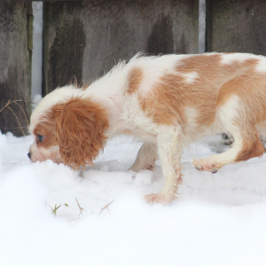 Cavalier King Charles Spaniel Puppy Starburst