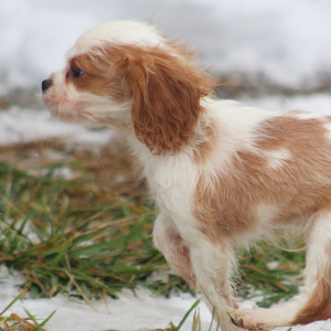 Cavalier King Charles Spaniel Puppy Starburst