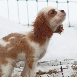 Cavalier King Charles Spaniel Puppy Starburst