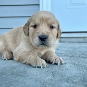 Golden Retriever Puppy Candace