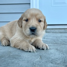 Golden Retriever Puppy Candace