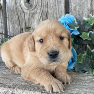 Golden Retriever Puppy Candace