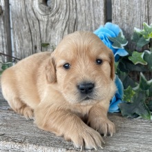Golden Retriever Puppy Candace