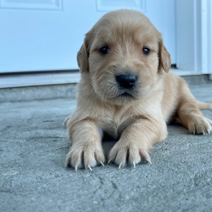 Golden Retriever Puppy Candace