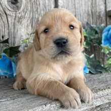 Golden Retriever Puppy Candace