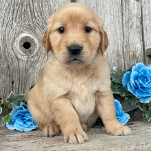 Golden Retriever Puppy Candace