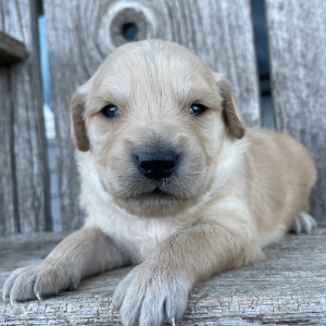 Golden Retriever Puppy Benjamin