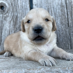 Golden Retriever Puppy Benjamin