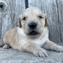 Golden Retriever Puppy Benjamin