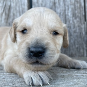 Golden Retriever Puppy Benjamin