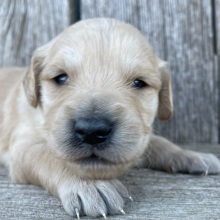 Golden Retriever Puppy Benjamin