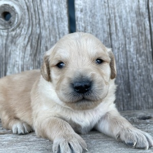Golden Retriever Puppy Benjamin