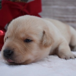 Labrador Retriever Puppy Addie