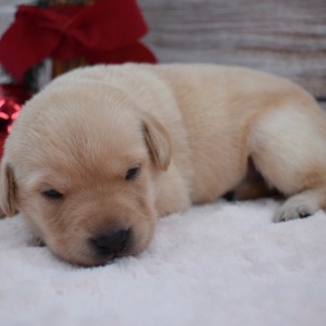 Labrador Retriever Puppy Addie
