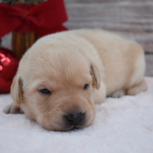 Labrador Retriever Puppy Addie