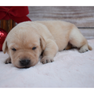 Labrador Retriever Puppy Addie