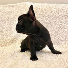 French Bulldog Puppy Beyonce