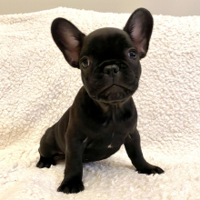 French Bulldog Puppy Beyonce