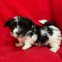 Havanese Puppy Dave