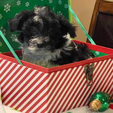 Havanese Puppy Dave