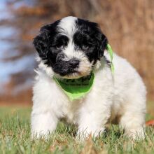 Portuguese Water Dog Puppy Logan