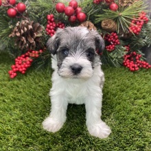 Miniature Schnauzer Puppy Luigi