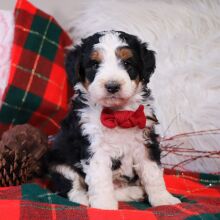Bernedoodle Puppy Copper