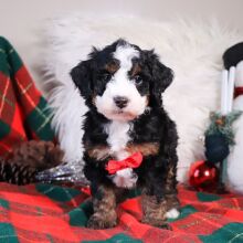 Bernedoodle Puppy Anson