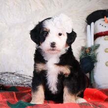 Bernedoodle Puppy Lainey